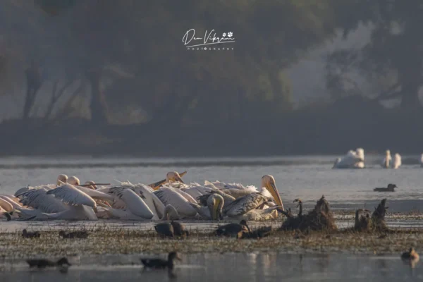 Great White Pelican