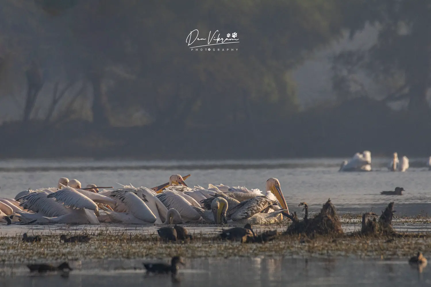 Great White Pelican