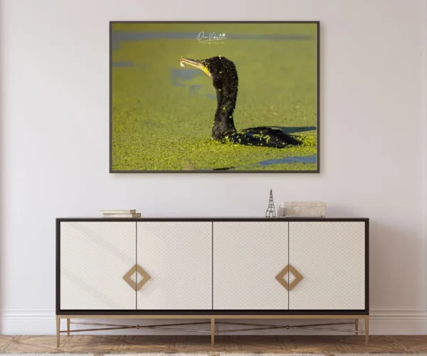 Cormorant Catch - Image 2