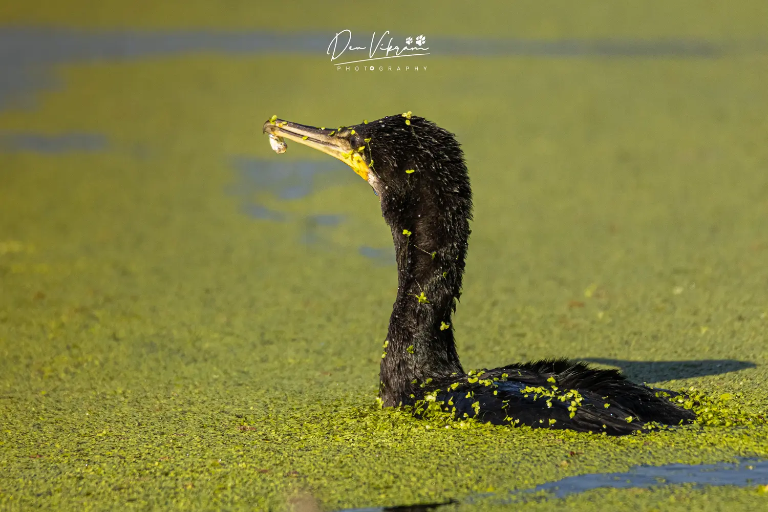 Indian Cormorant