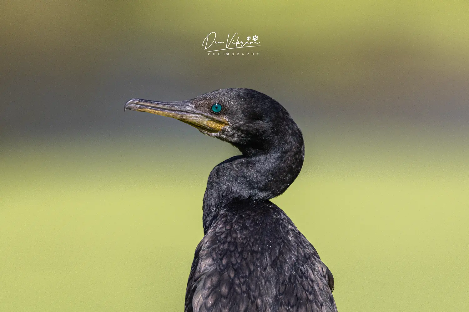 Indian Cormorant