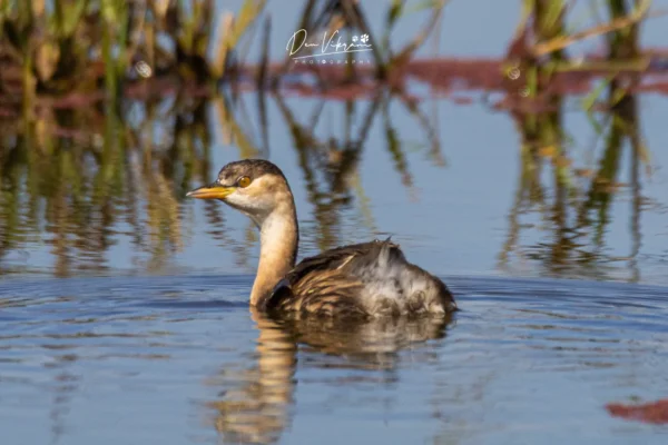 Little Grebe
