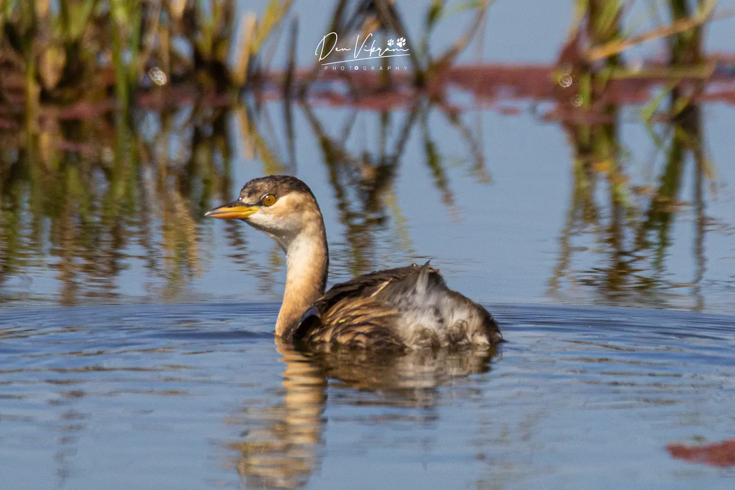 Little Grebe