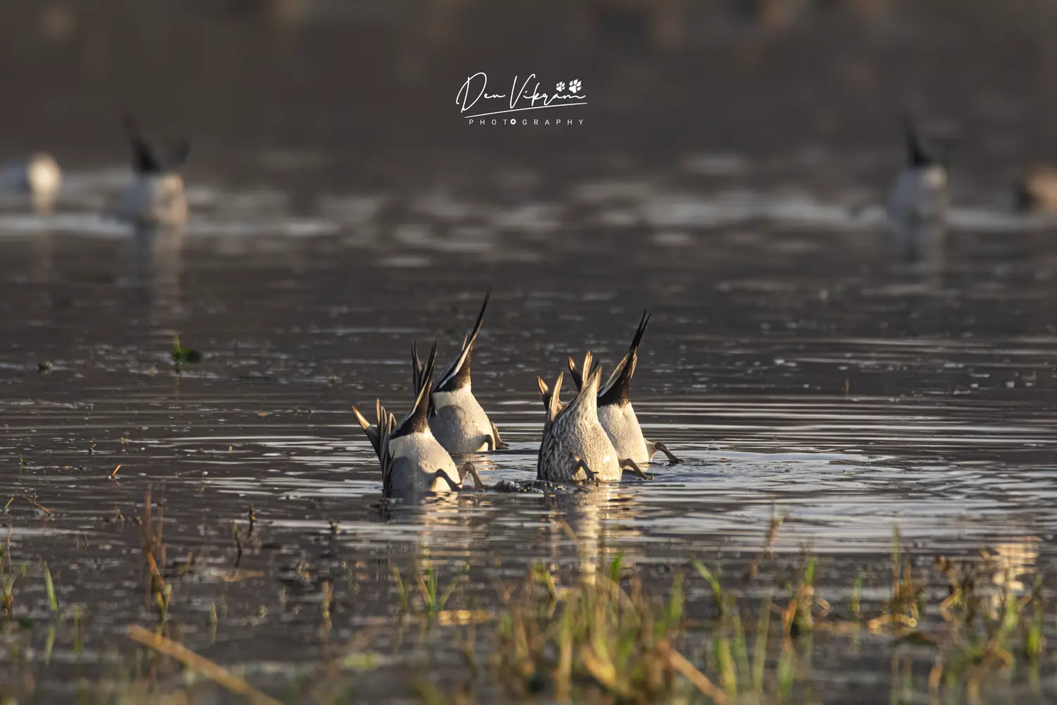 Northern Pintail