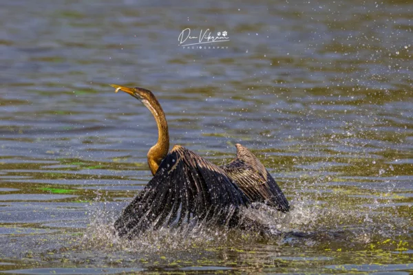 Oriental Darter