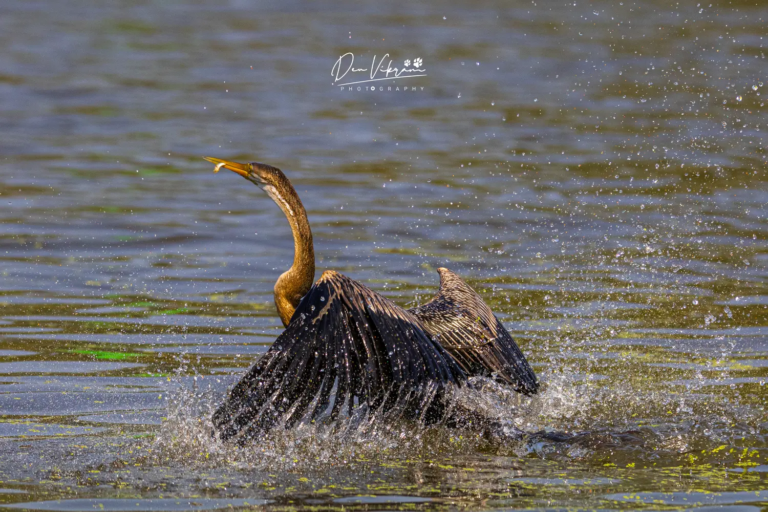 Oriental Darter