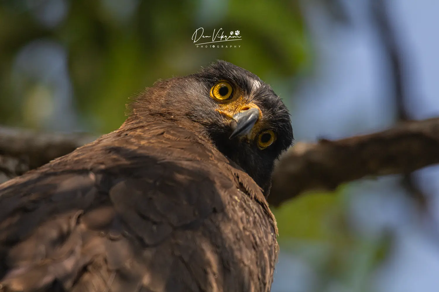 Crested Serpent Eagle