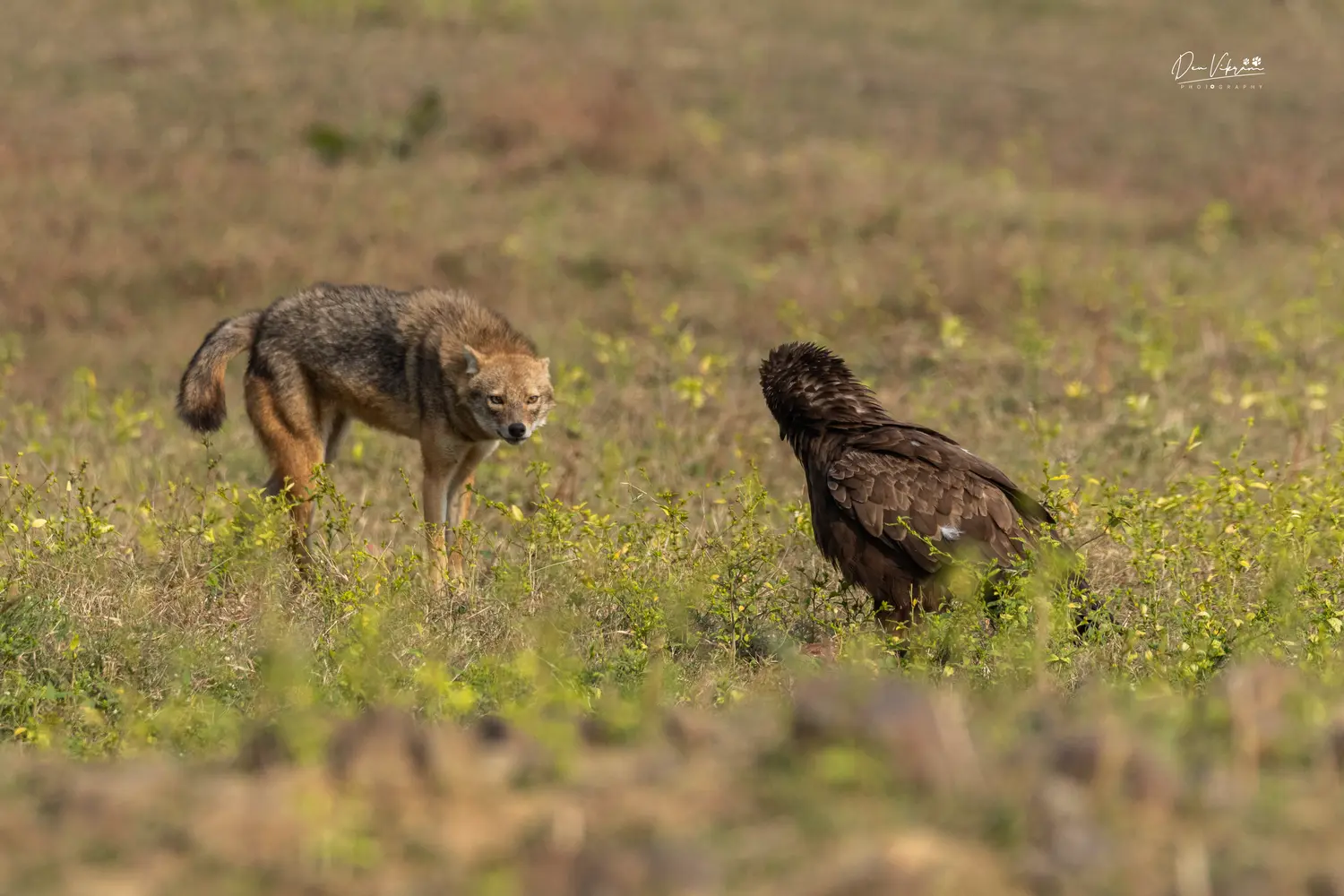 Crossfire in the Wild