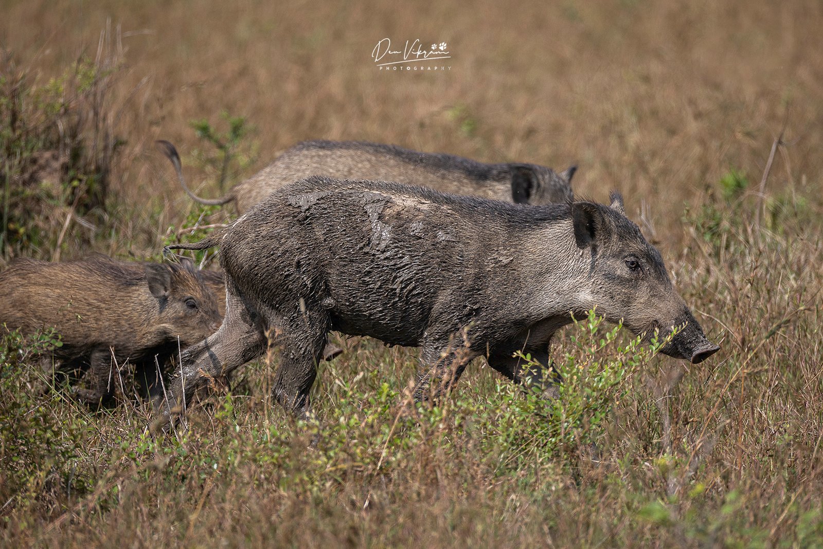 Spirit of the Thickets